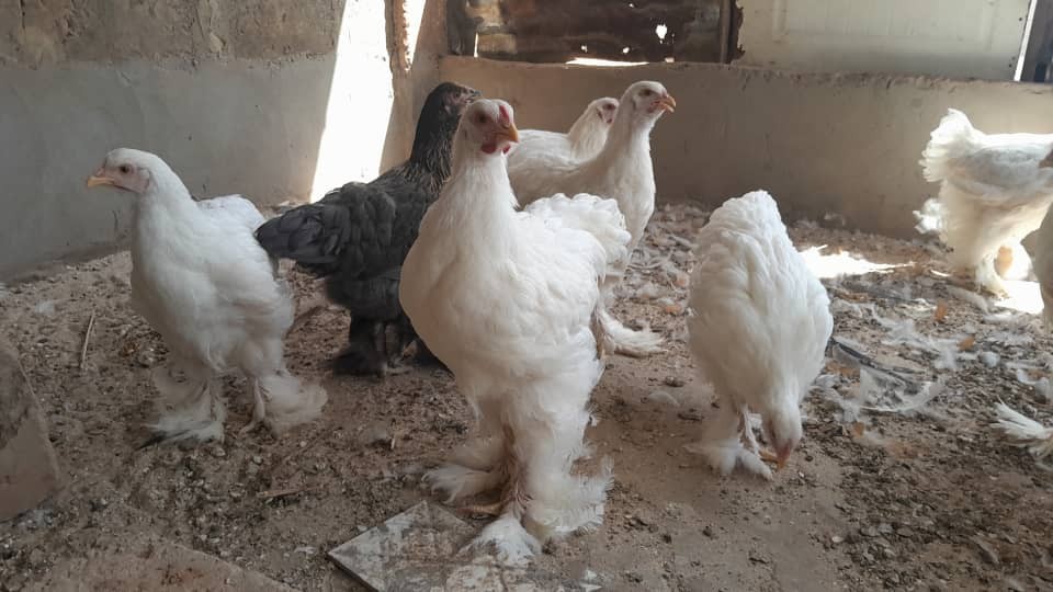 Chicken Production (Braman)