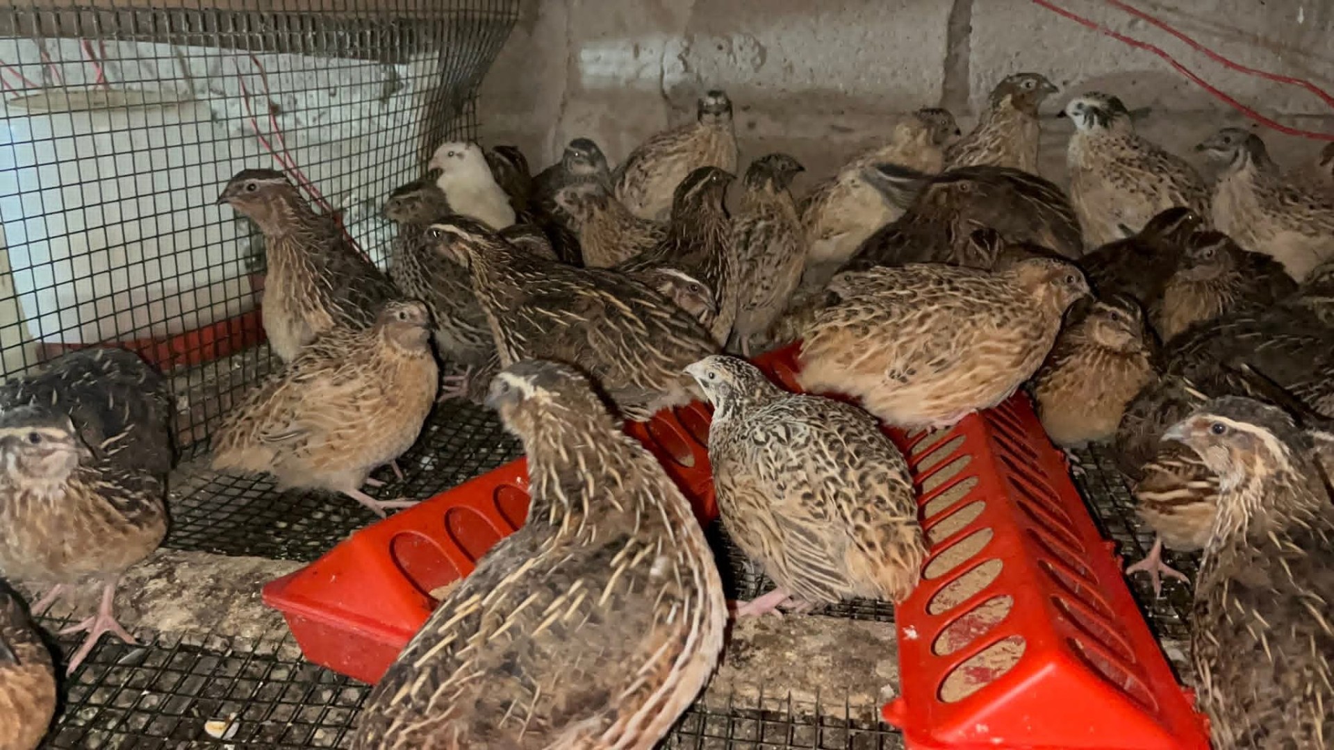 Quail Production
