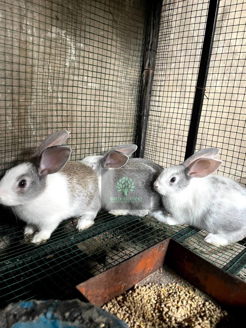 Rabbit Production
